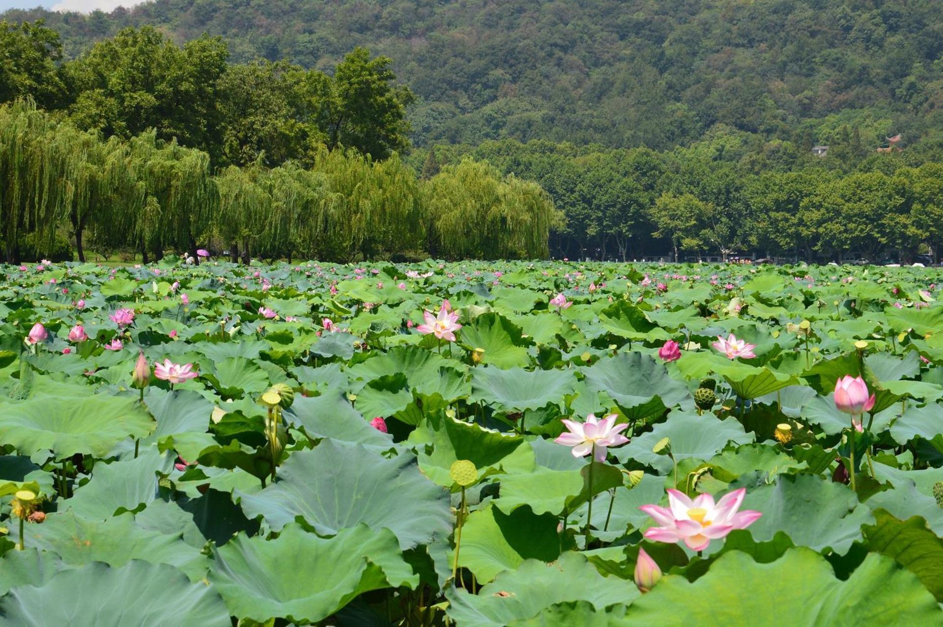 Nost Algia S Hotel In The West Lake Scenic Area-,Lingyin Temple, Leifeng Tower, Children'S Playground, Free Night Snack, Free Laundry, English Communication Well, Free Travel Advice Hangzhou Extérieur photo